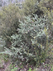Grevillea lanigera