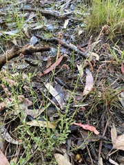 Gonocarpus tetragynus