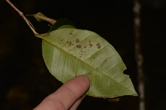 Backhousia leptopetala