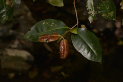 Backhousia leptopetala