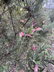 Grevillea lanigera