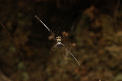 Argiope caledonia