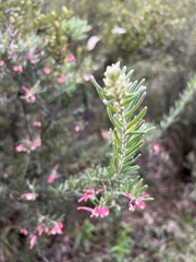 Grevillea lanigera