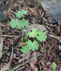 Geranium rotundifolium