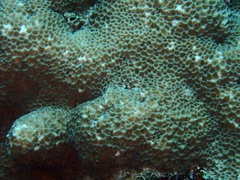 Gardineroseris planulata