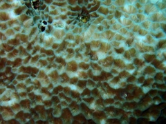 Gardineroseris planulata