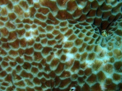 Gardineroseris planulata