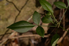 Pandorea jasminoides