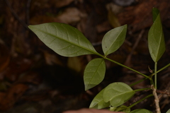 Pandorea jasminoides
