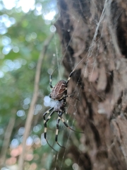 Nephilengys malabarensis