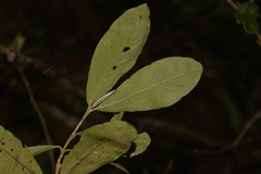 Atractocarpus chartaceus