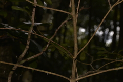 Atractocarpus chartaceus