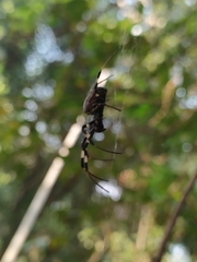 Nephilengys malabarensis