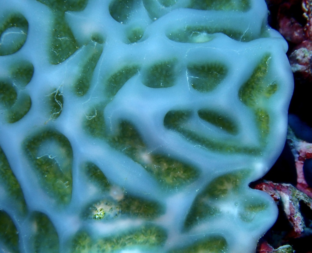 Lissoclinum patella