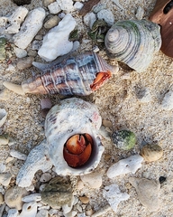 Coenobita perlatus