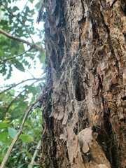 Nephilengys malabarensis