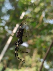 Nephilengys malabarensis