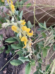 Crotalaria retusa