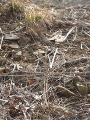 Kitagawia terebinthacea