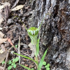 Pterostylis robusta
