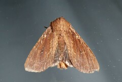 Ichneutica infensa