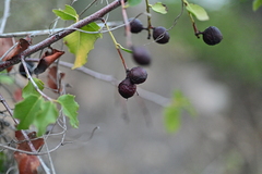 Prunus ilicifolia