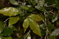 Pseudoweinmannia lachnocarpa