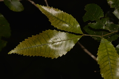 Pseudoweinmannia lachnocarpa