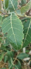 Ficus opposita