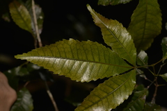Pseudoweinmannia lachnocarpa