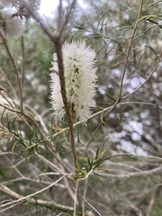 Melaleuca armillaris