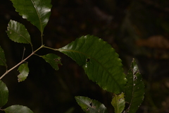 Pseudoweinmannia lachnocarpa
