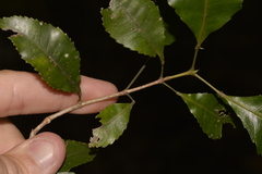 Pseudoweinmannia lachnocarpa