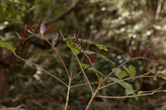 Flindersia bennettii