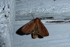 Ichneutica infensa