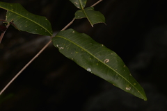 Flindersia bennettii