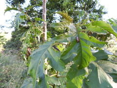 Ellipsidion reticulatum