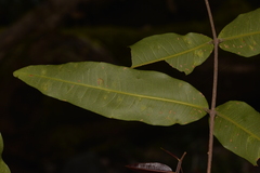 Flindersia bennettii