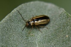 Monolepta subsuturalis