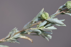 Atriplex vesicaria macrocystidia