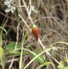 Sternocera chrysis