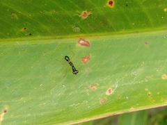 Odontomantis planiceps