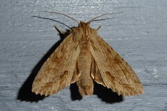 Ichneutica mollis