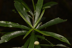 Atractocarpus chartaceus