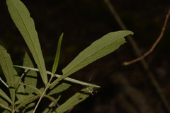 Atractocarpus chartaceus