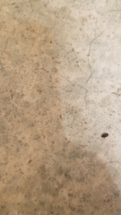 Anthrenocerus australis