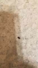 Anthrenocerus australis