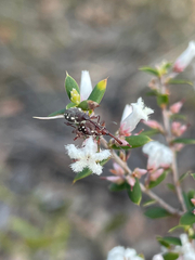 Meriphus guttatus