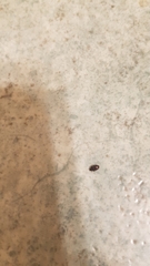 Anthrenocerus australis