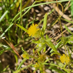 Triptilodiscus pygmaeus